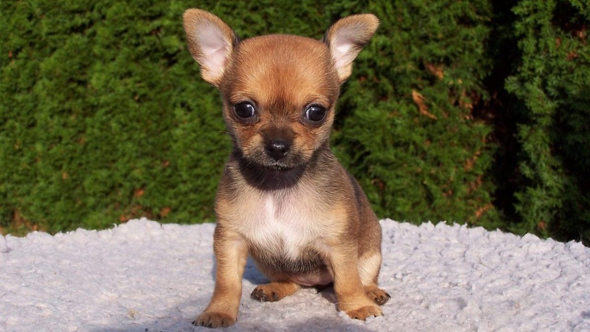 Chihuahua Breed Profile