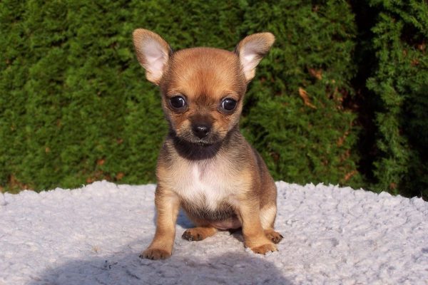 Chihuahua