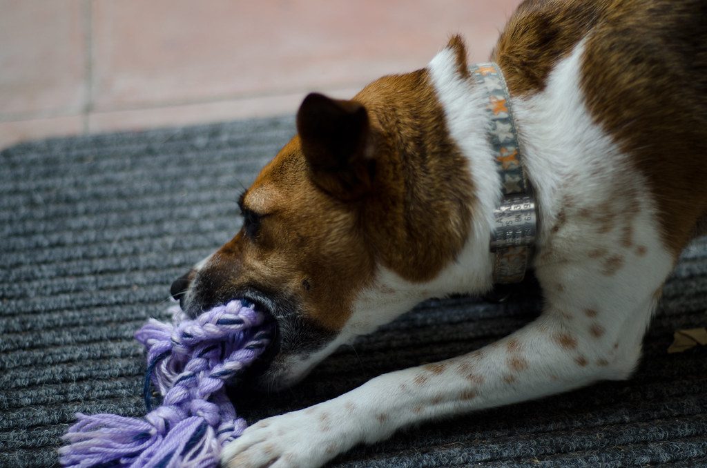 Dog Chew Toy