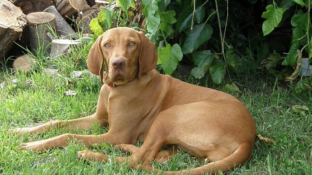 Vizsla
