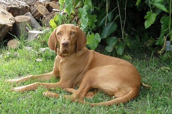 Vizsla