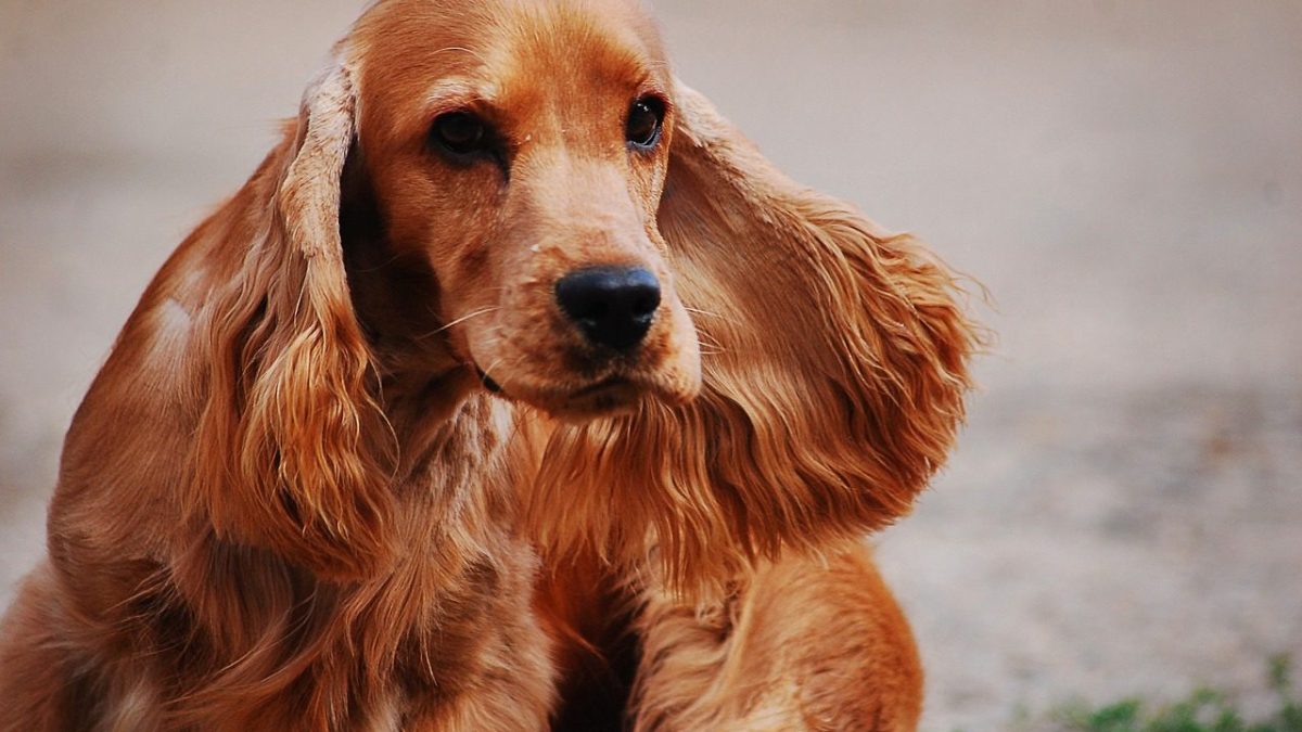 Cocker Spaniel Breed Profile