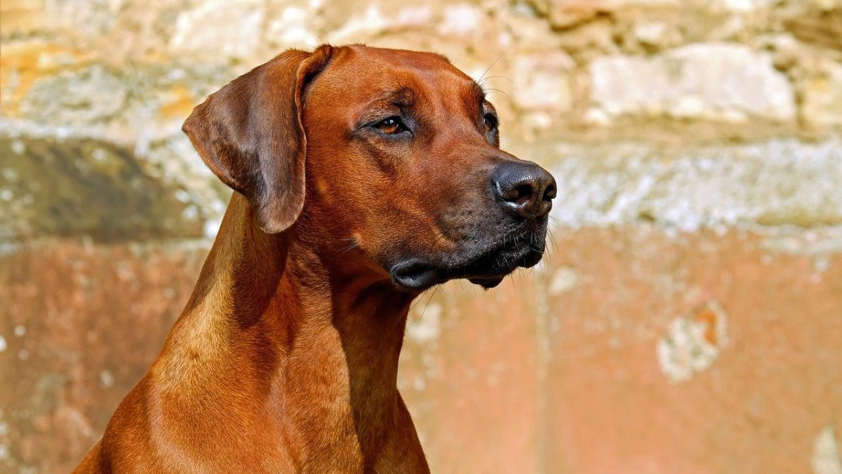 Rhodesian Ridgeback Breed Profile