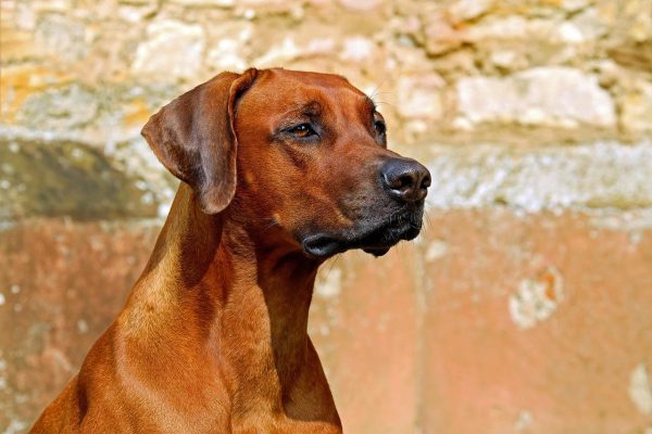 Rhodesian Ridgeback Dog