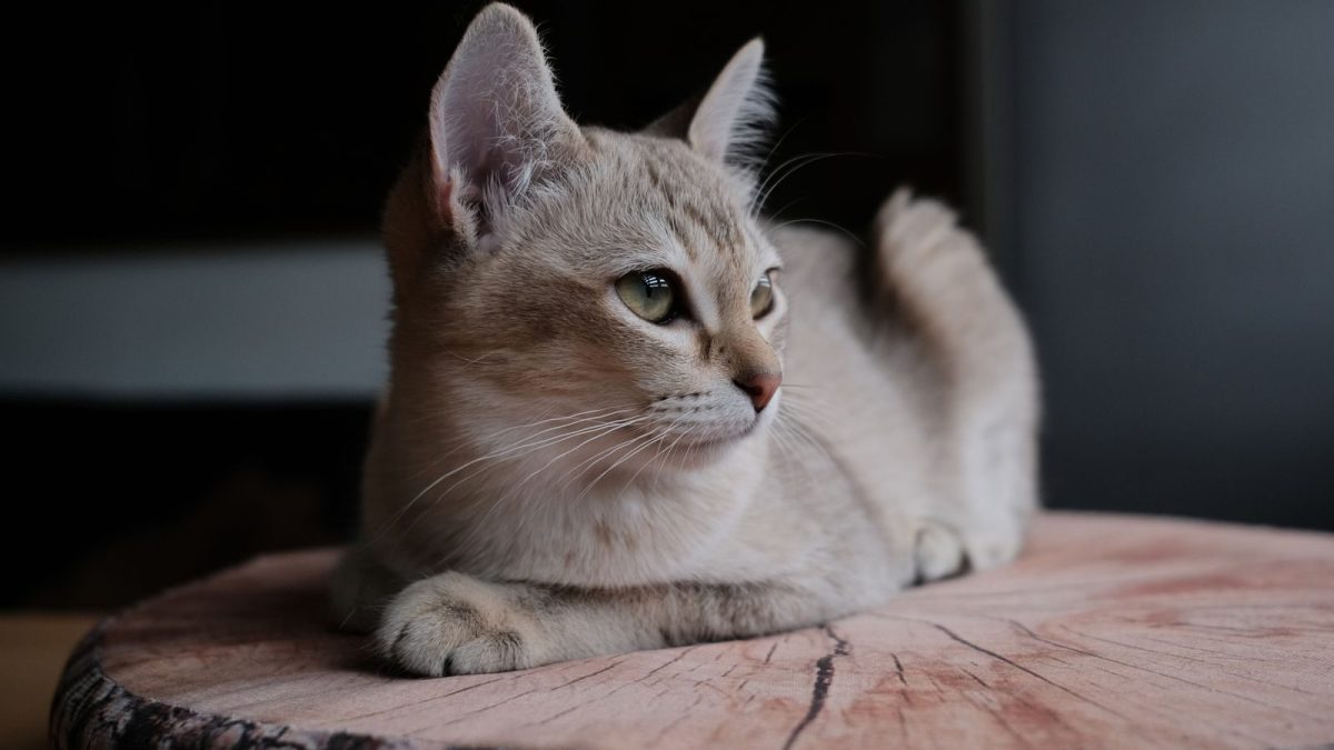 Singapura Breed Profile