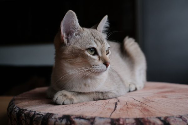 Singapura cat
