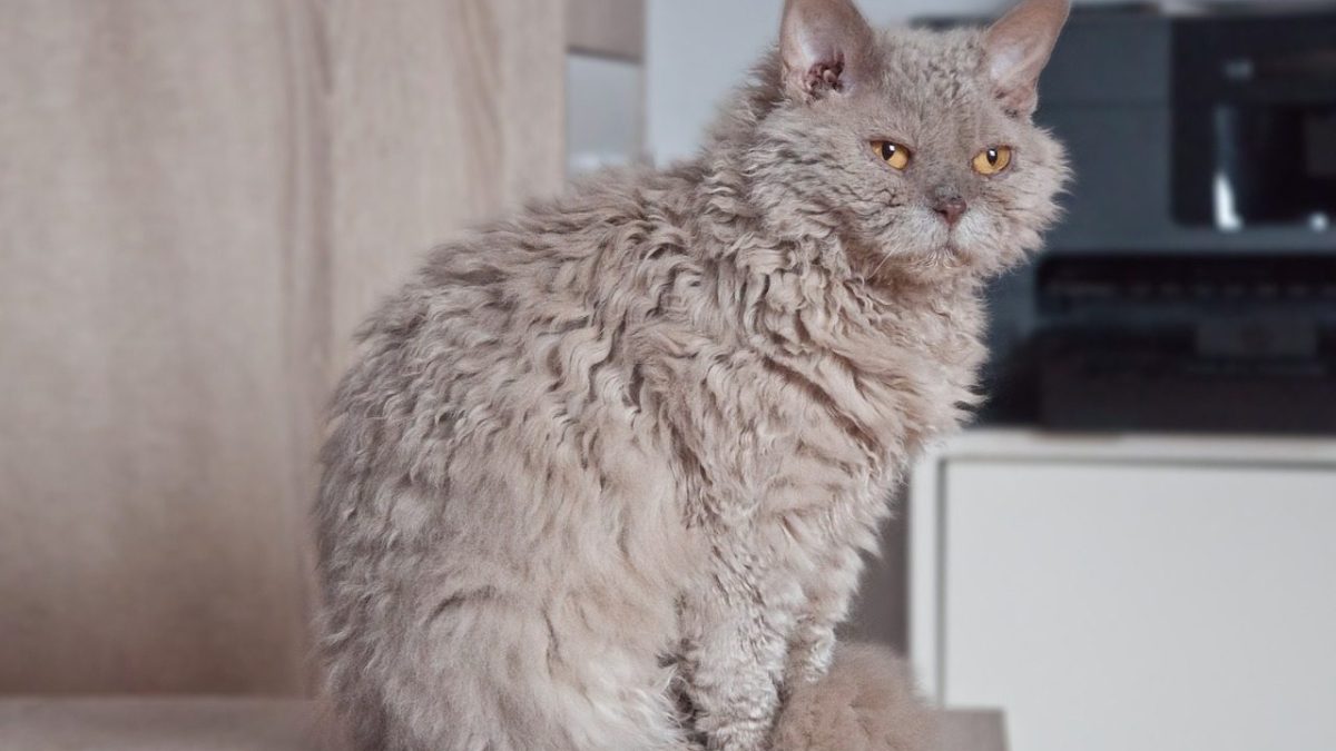 Selkirk Rex Breed Profile