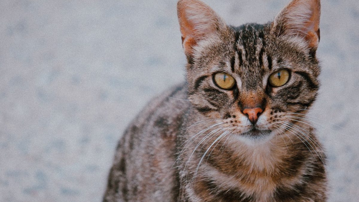 Egyptian Mau Breed Profile