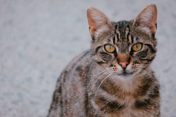 Egyptian Mau