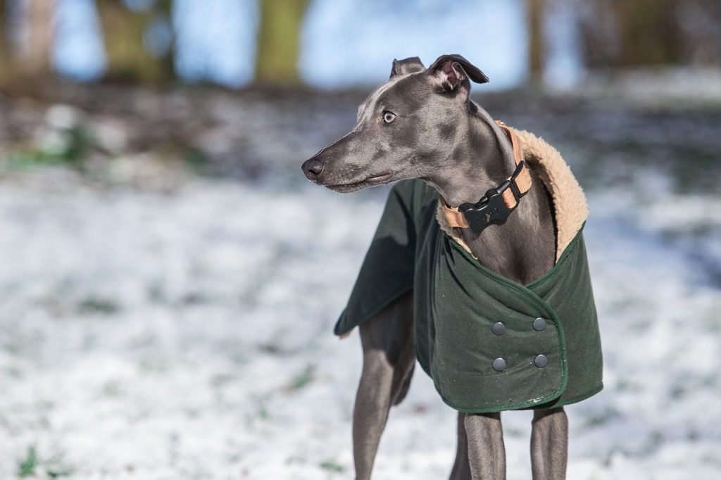 Whippet dog
