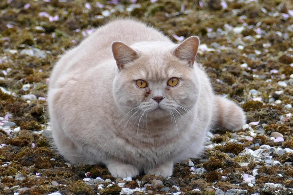 fat cat