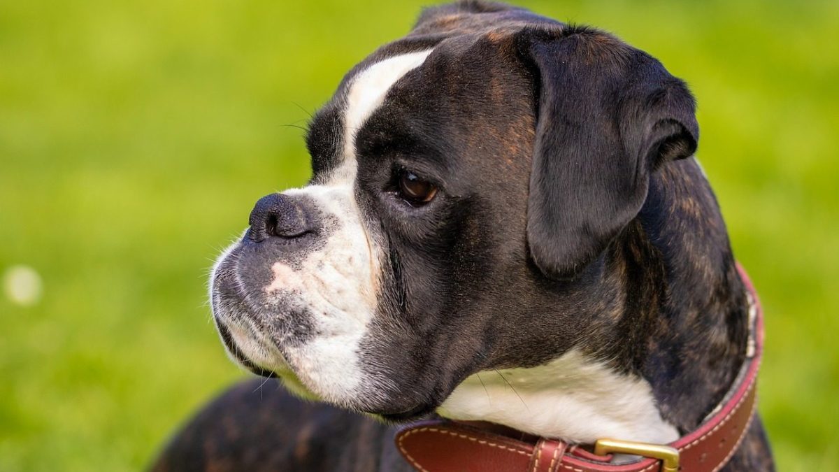 boxer dog