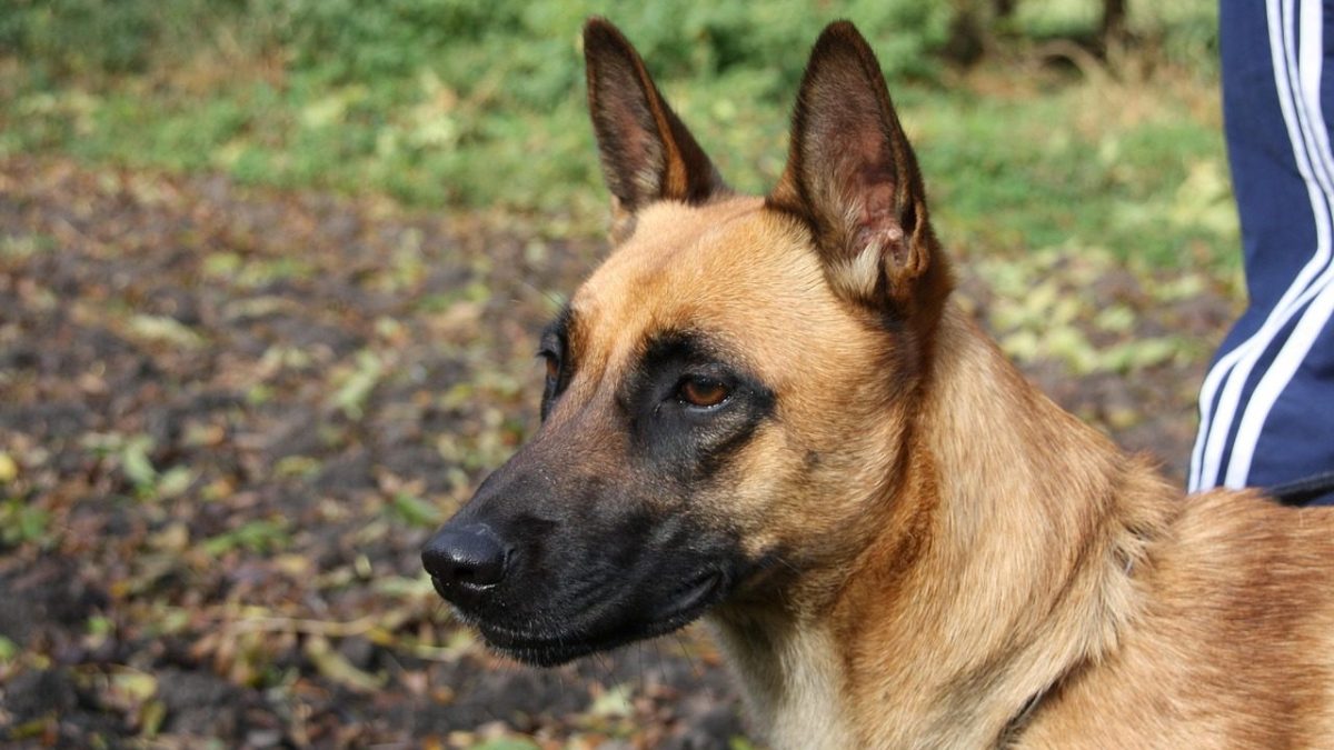 Belgian Malinois Breed Profile