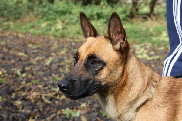 Belgian Malinois