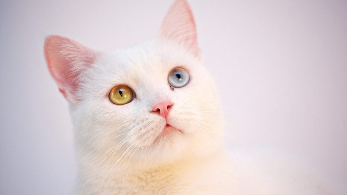 Turkish Angora Breed Profile