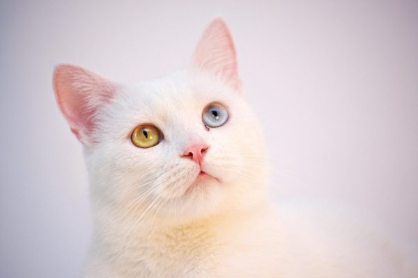 Turkish Angora