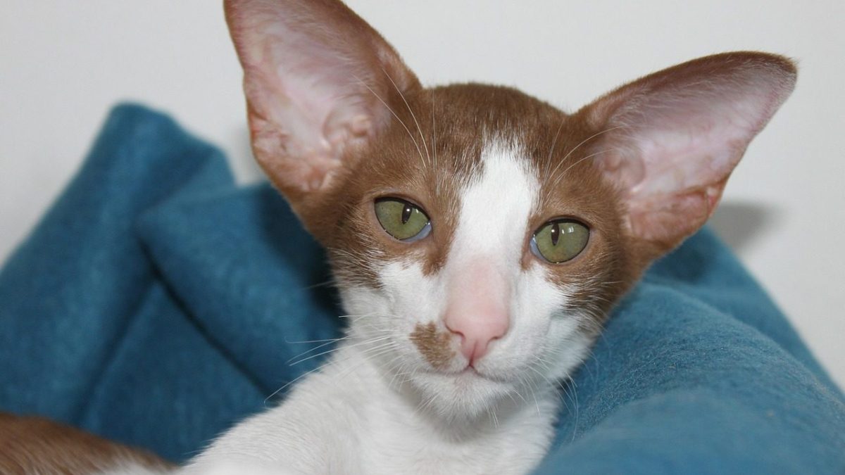 Oriental Shorthair Breed Profile