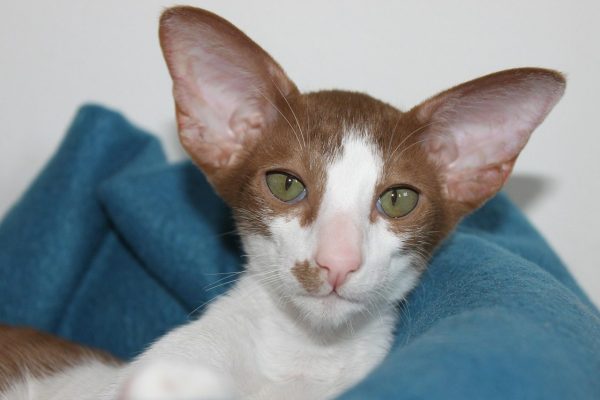 Oriental Shorthair cat