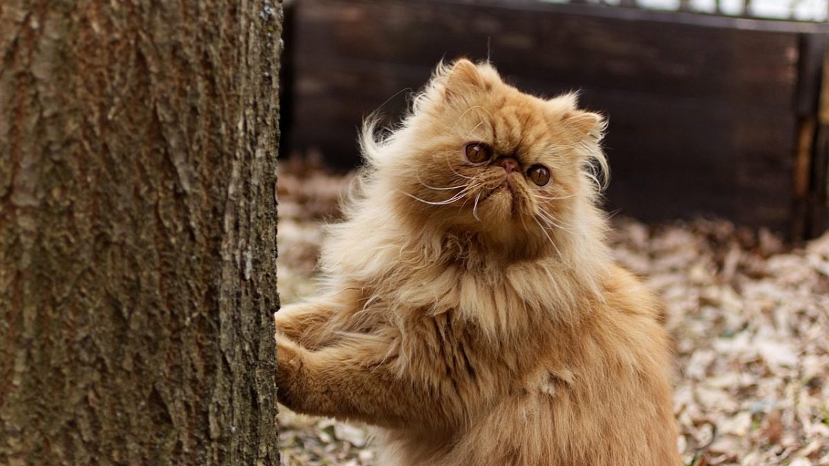 persian cat
