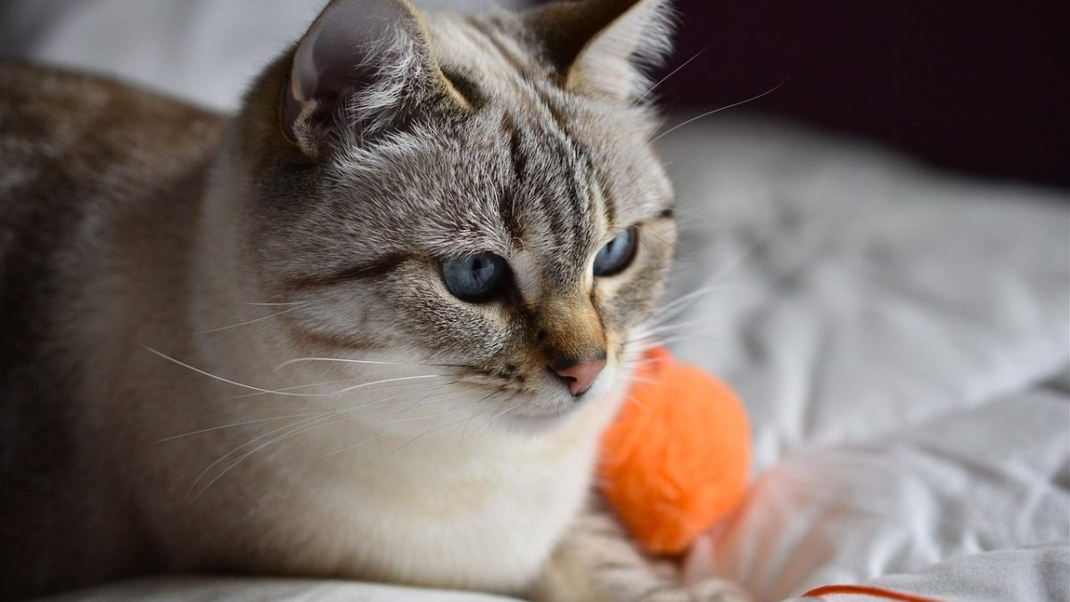 fat indoor cat