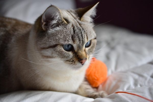 fat indoor cat