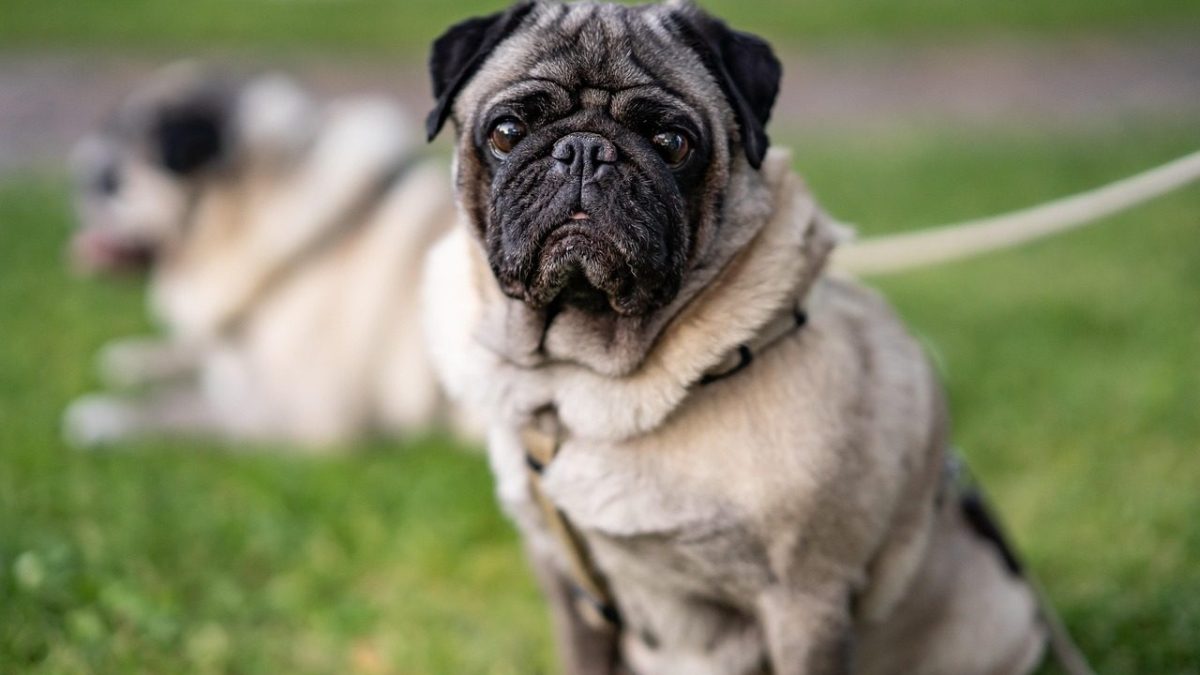 Pug Breed Profile