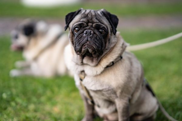 pug dog