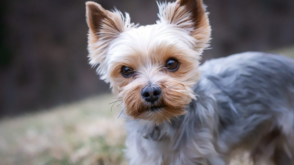 yorkshire terrier
