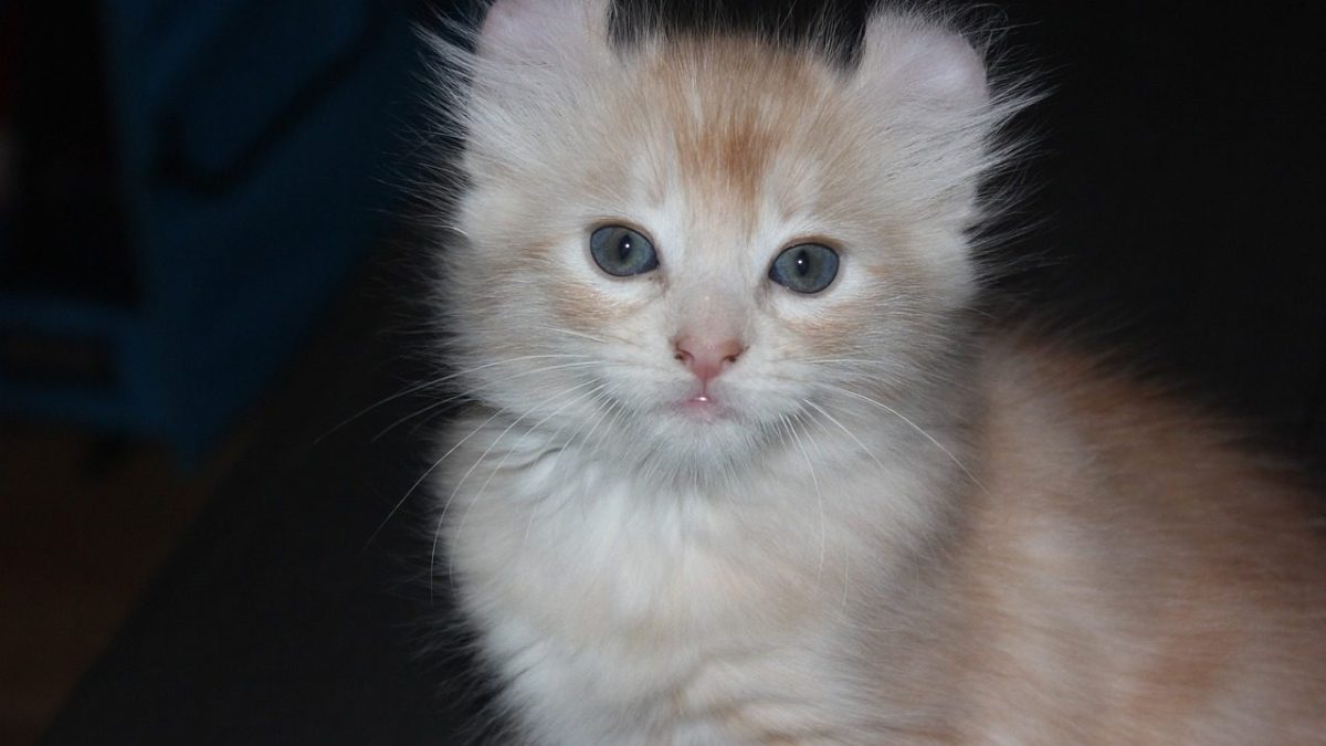 American Curl Breed Profile
