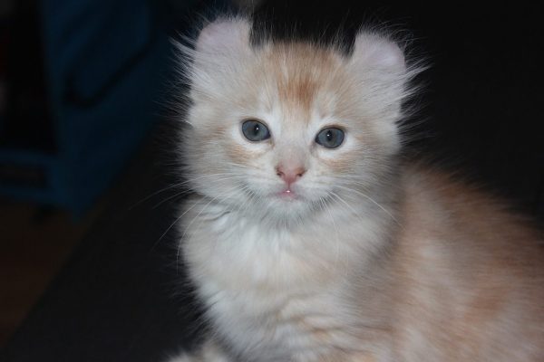 American Curl cat