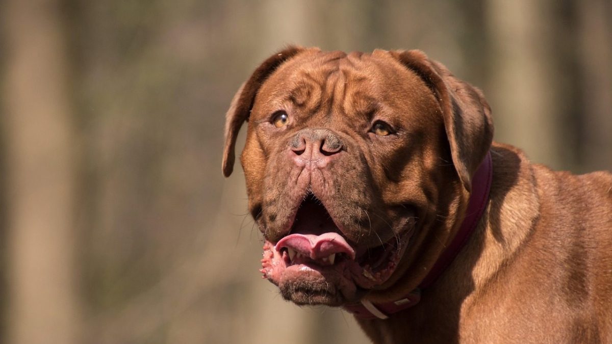 Mastiff Breed Profile
