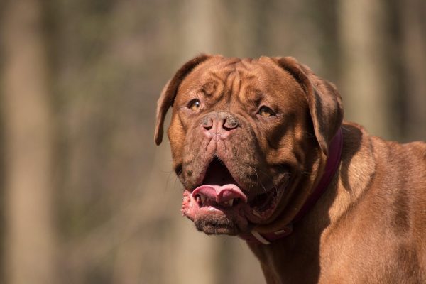 Mastiff