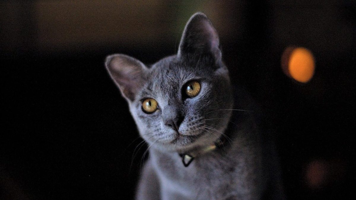 russian blue cat,