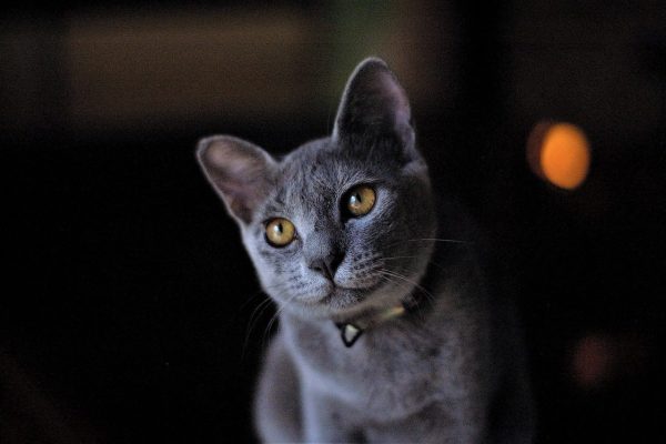 russian blue cat,