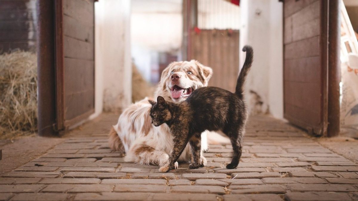 cat with dog