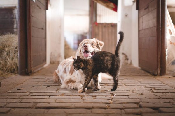 cat with dog