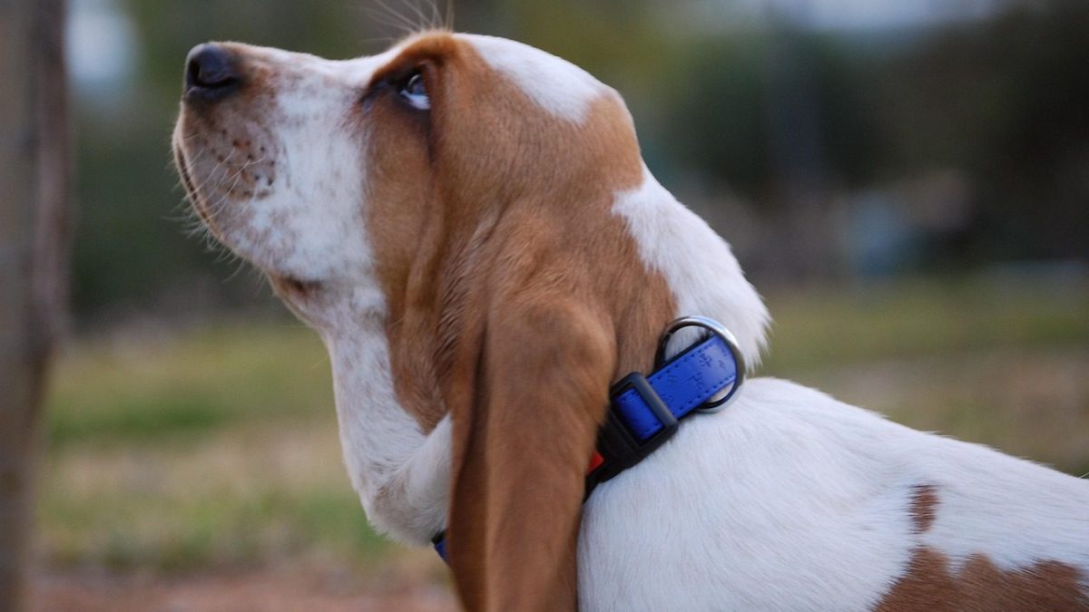 Basset Hound