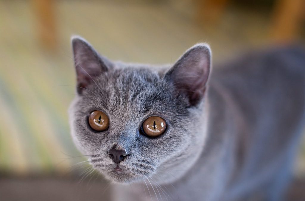 British Shorthair Breed Profile