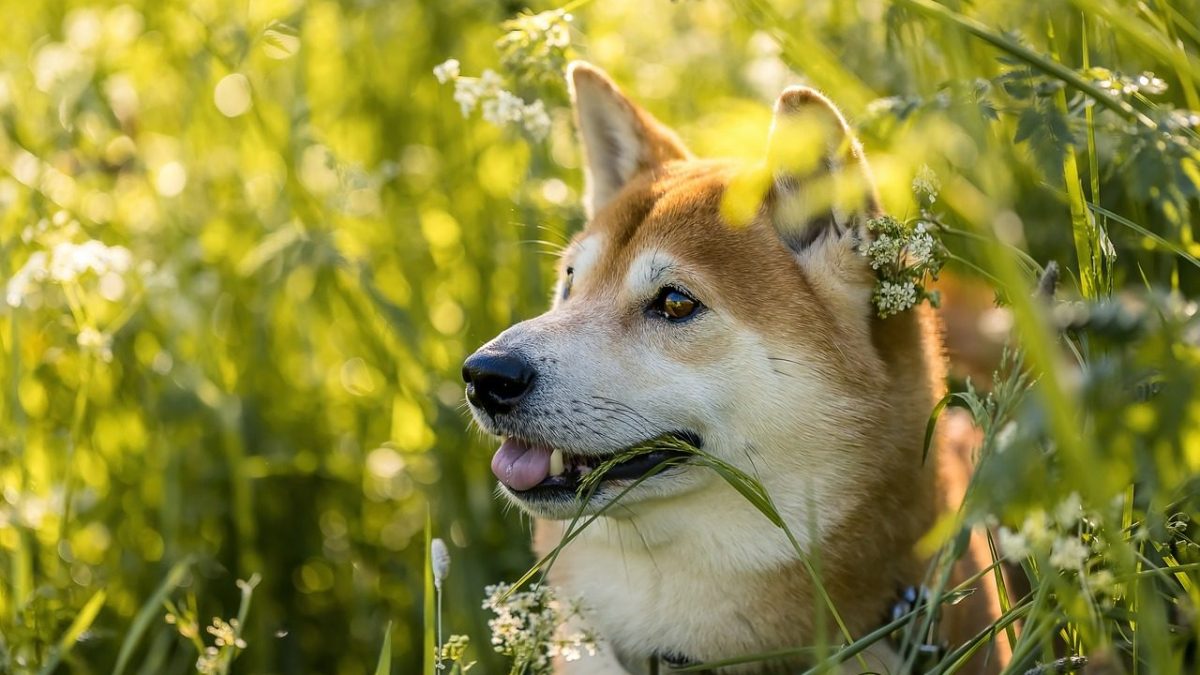 Shiba Inu Breed Profile