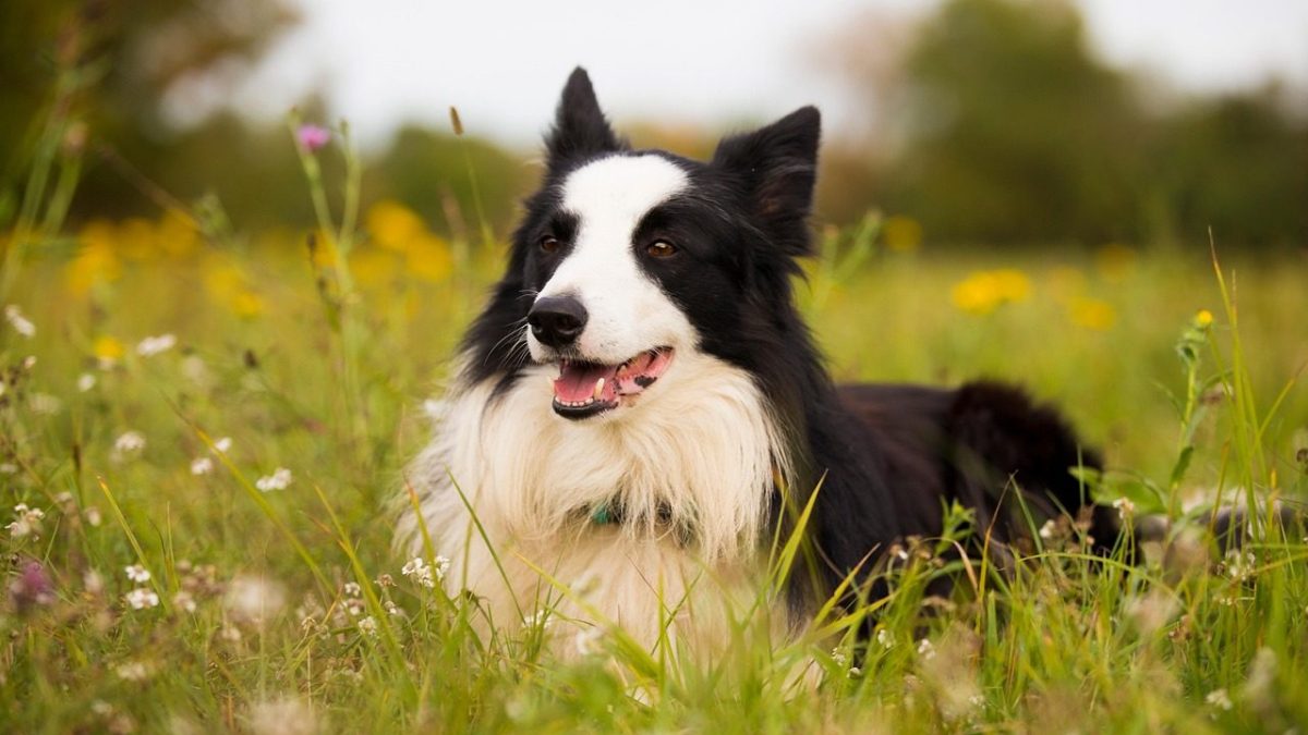 Border Collie Breed Profile