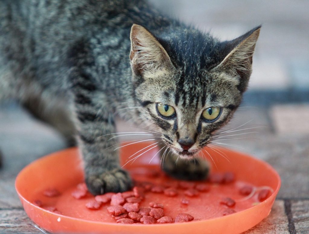 cat eating