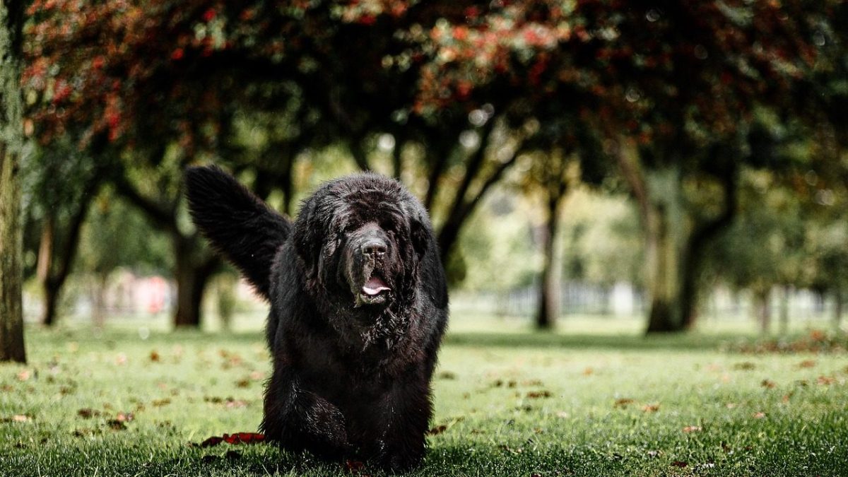 Newfoundland Breed Profile