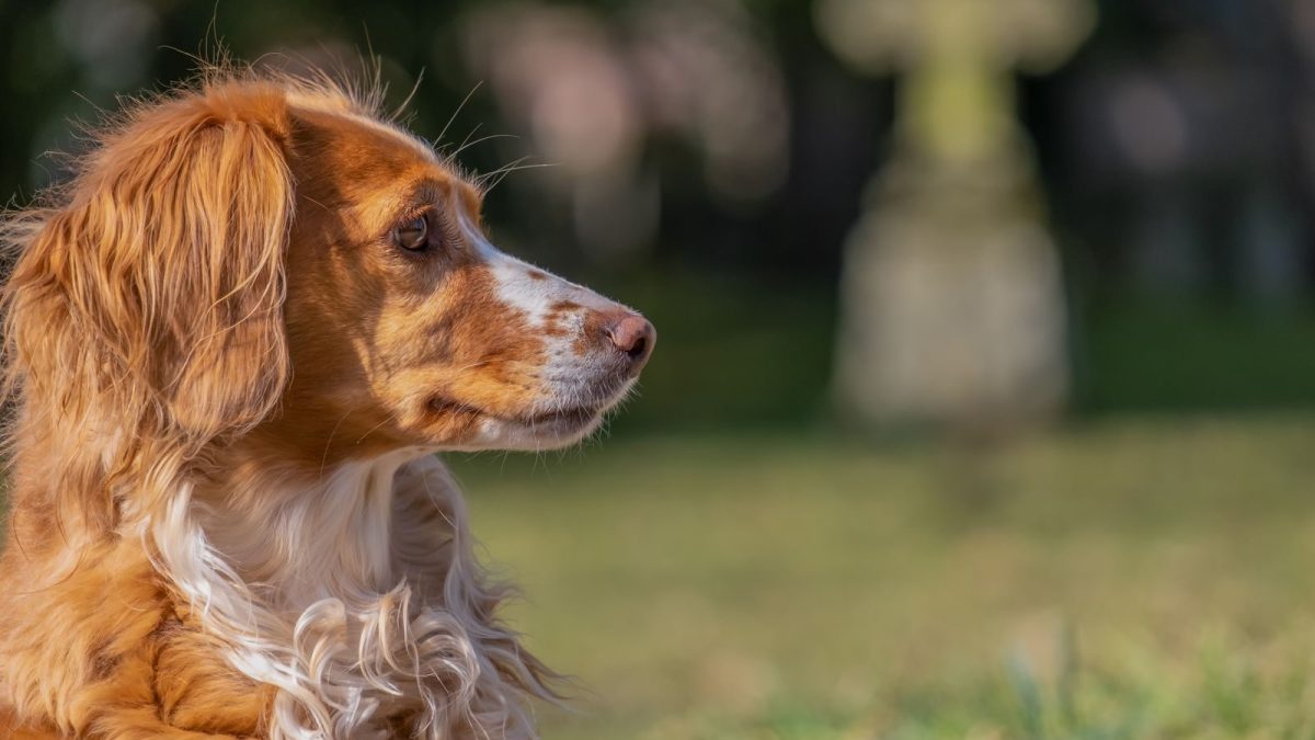 Brittany Breed Profile