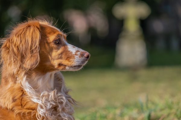 Brittany dog