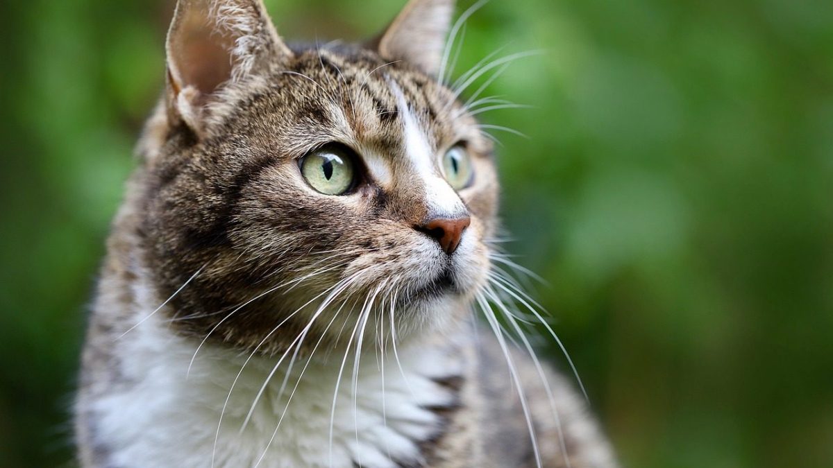 Manx Breed Profile
