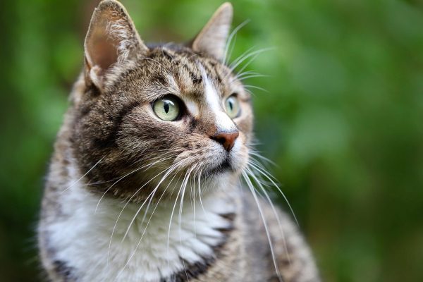 Manx Cat
