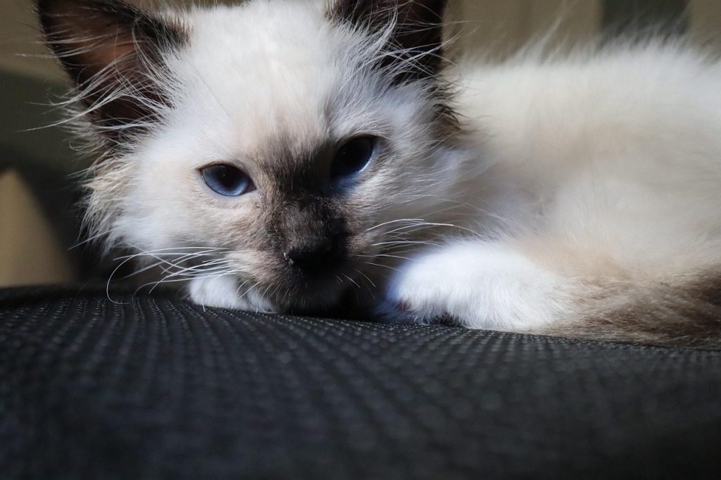Birman cat