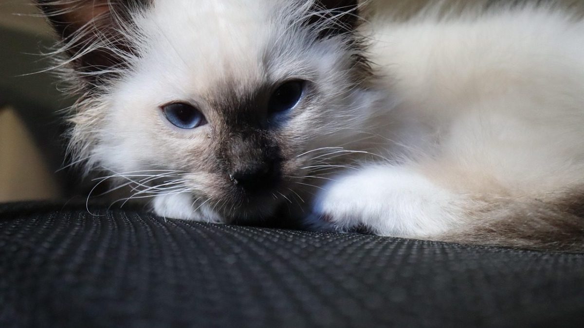 Birman Breed Profile