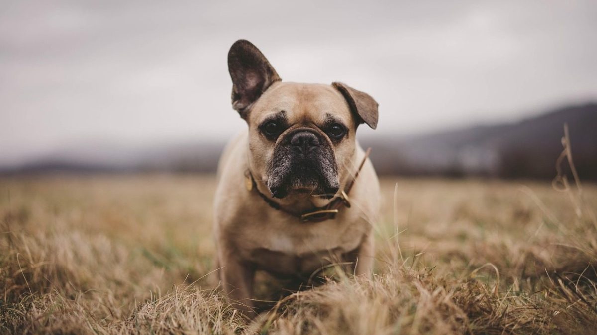 french bulldog,
