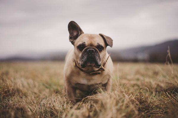 french bulldog,